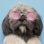 front-view-funny-cute-dog-concept