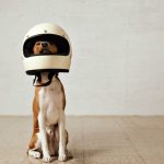 sitting-basenji-dog-wearing-huge-white-motorcycle-helmet-room-with-white-walls-light-wooden-floors_346278-990